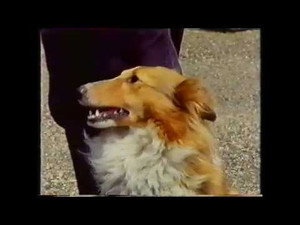 Training Dogs the Woodhouse Way 1. évad Ep.5 5. epizód