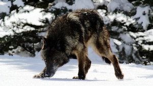 Vad Yellowstone kép
