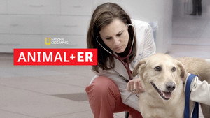 Animal ER kép