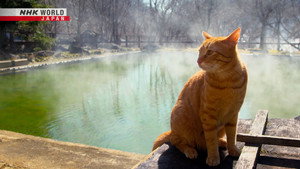 A Cat's-Eye View of Japan 1. évad Ep.23 23. epizód