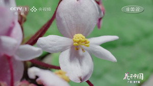 花开中国 1. évad Ep.11 11. epizód