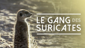 Meet The Meerkats kép