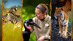 Magic of Disney's Animal Kingdom kép