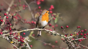 Autumnwatch 16. évad Ep.6 6. epizód