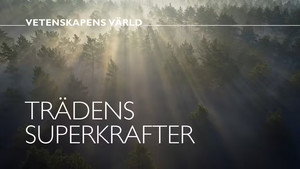 Vetenskapens värld 49. évad Ep.13 13. epizód