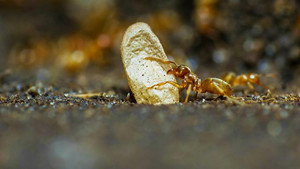 Springwatch 14. évad Ep.3 3. epizód