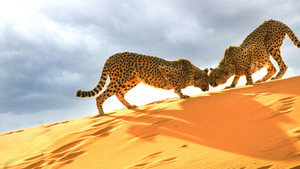 Big Cats: An Amazing Animal Family kép