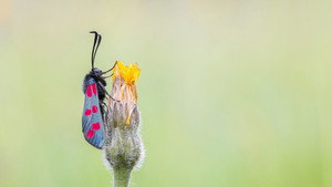 Springwatch 21. évad Ep.6 6. epizód