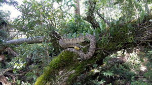 The Unknown Snake of Bolivia kép