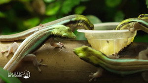 Nausicaá : Dans les coulisses du plus grand aquarium d'Europe 1. évad Ep.5 5. epizód