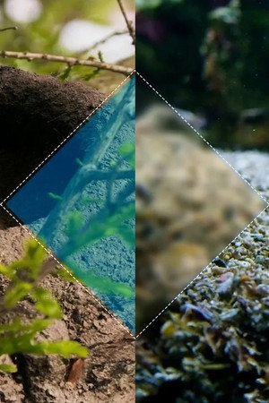 Constructions animales poszter