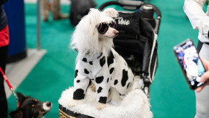 Crufts 16. évad Ep.4 4. epizód
