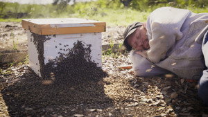 Charlie Bee Company kép
