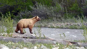 Kanadas Nationalparks 3. évad Ep.3 3. epizód
