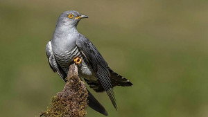 Springwatch 20. évad Ep.3 3. epizód
