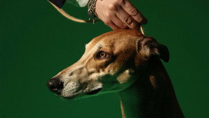 Crufts 15. évad Ep.10 10. epizód
