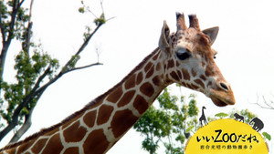 いいZooだね。～岩合光昭の動物園歩き～ kép