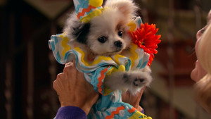 Dog with a Blog 3. évad Ep.16 16. epizód