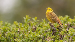 Springwatch 21. évad Ep.8 8. epizód