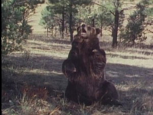 Grizzly Adams 2. évad Ep.16 16. epizód