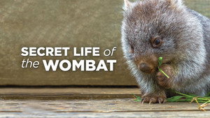 Secret Life of the Wombat kép