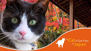 A Cat's-Eye View of Japan kép