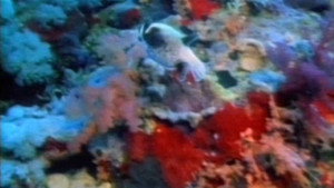 The Living Sea kép