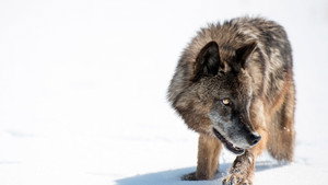 Vad Yellowstone kép