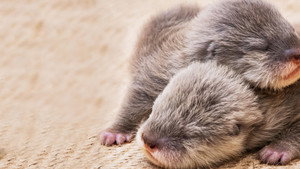 Baby Animal Cam kép