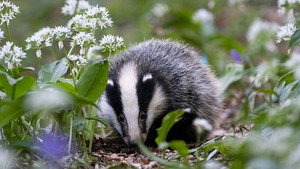 Springwatch 20. évad Ep.5 5. epizód