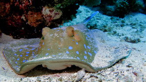 Reef School 1. évad Ep.13 13. epizód