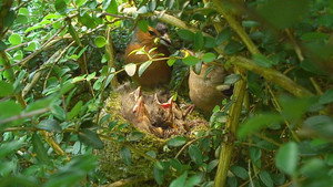 Springwatch 10. évad Ep.8 8. epizód