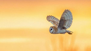Springwatch 20. évad Ep.9 9. epizód