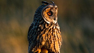 Springwatch 16. évad Ep.6 6. epizód