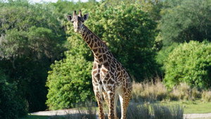 Magic of Disney's Animal Kingdom 2. évad Ep.1 1. epizód
