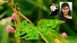 含羞草 kép
