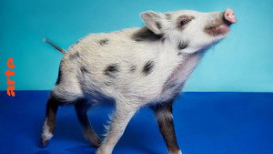 Tierisch fotogen 1. évad Ep.4 4. epizód
