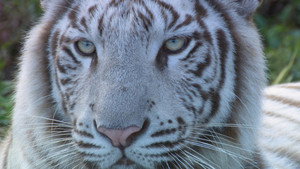 いいZooだね。～岩合光昭の動物園歩き～ kép