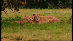 Animal Life: Young & Wild 1. évad Ep.4 4. epizód