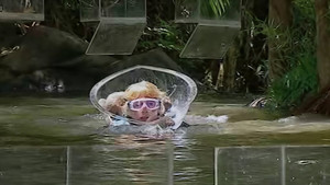I'm a Celebrity...Get Me Out of Here! 5. évad Ep.16 16. epizód