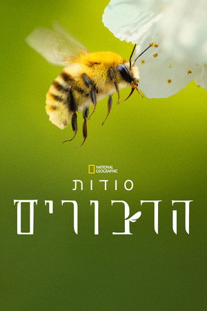 A méhek titkai poszter