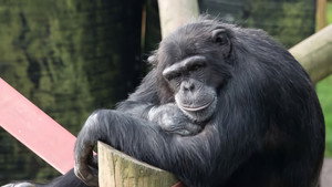 Monkey Life kép