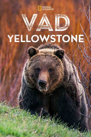 Vad Yellowstone poszter