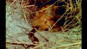 Mutual of Omaha's Wild Kingdom 3. évad Ep.16 16. epizód