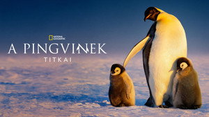 A pingvinek titkai kép