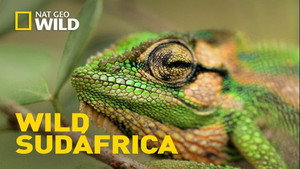 Vad Dél-Afrika kép
