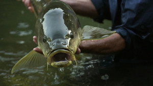Jeremy Wade's Mighty Rivers 1. évad Ep.1 1. epizód