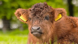 Countryfile 34. évad Ep.27 27. epizód