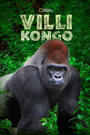 Vad Kongó poszter