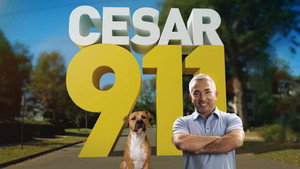 Tárcsázza Cesar Millant! kép